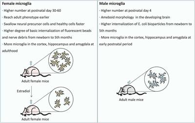 Interplay Between Microglia and Alzheimer’s Disease—Focus on the Most Relevant Risks: APOE Genotype, Sex and Age